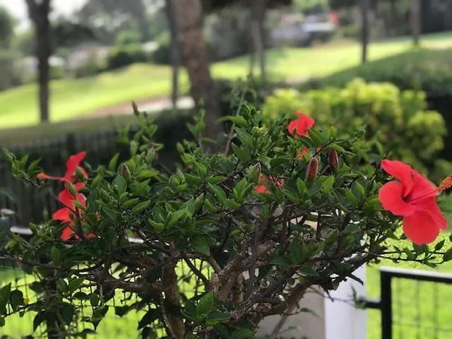 Townhouse ,cabopino マルベーリャ